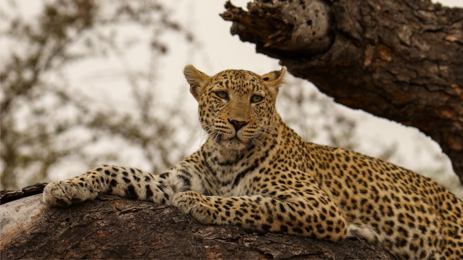 Jawai Leopard Safari Morning Safari
