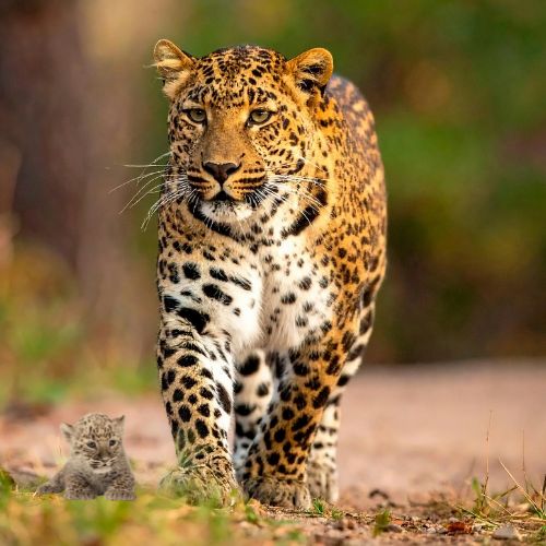Leopard in Jawai Hills