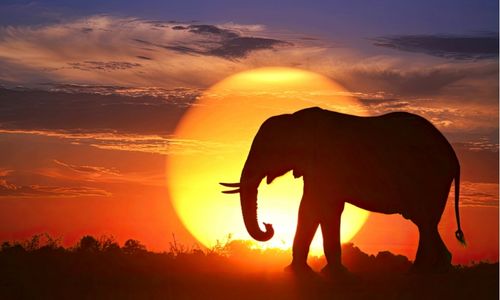 Evening Safari