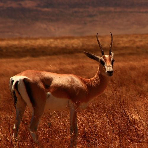 Wildlife Photography Jawai